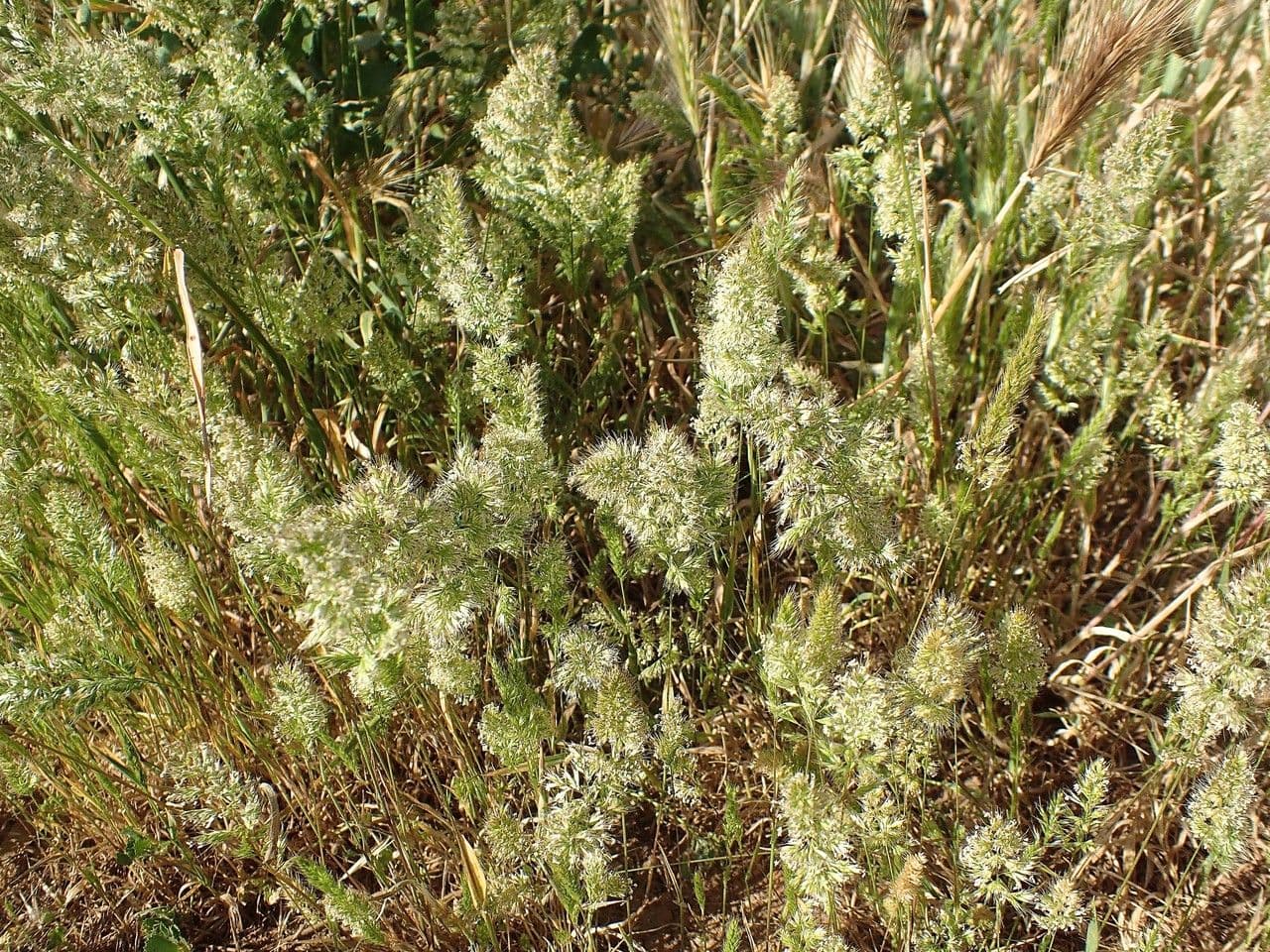 Trisetaria panicea 11