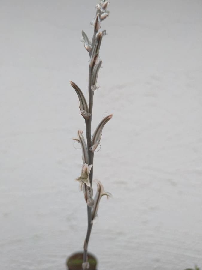 Haworthia 4