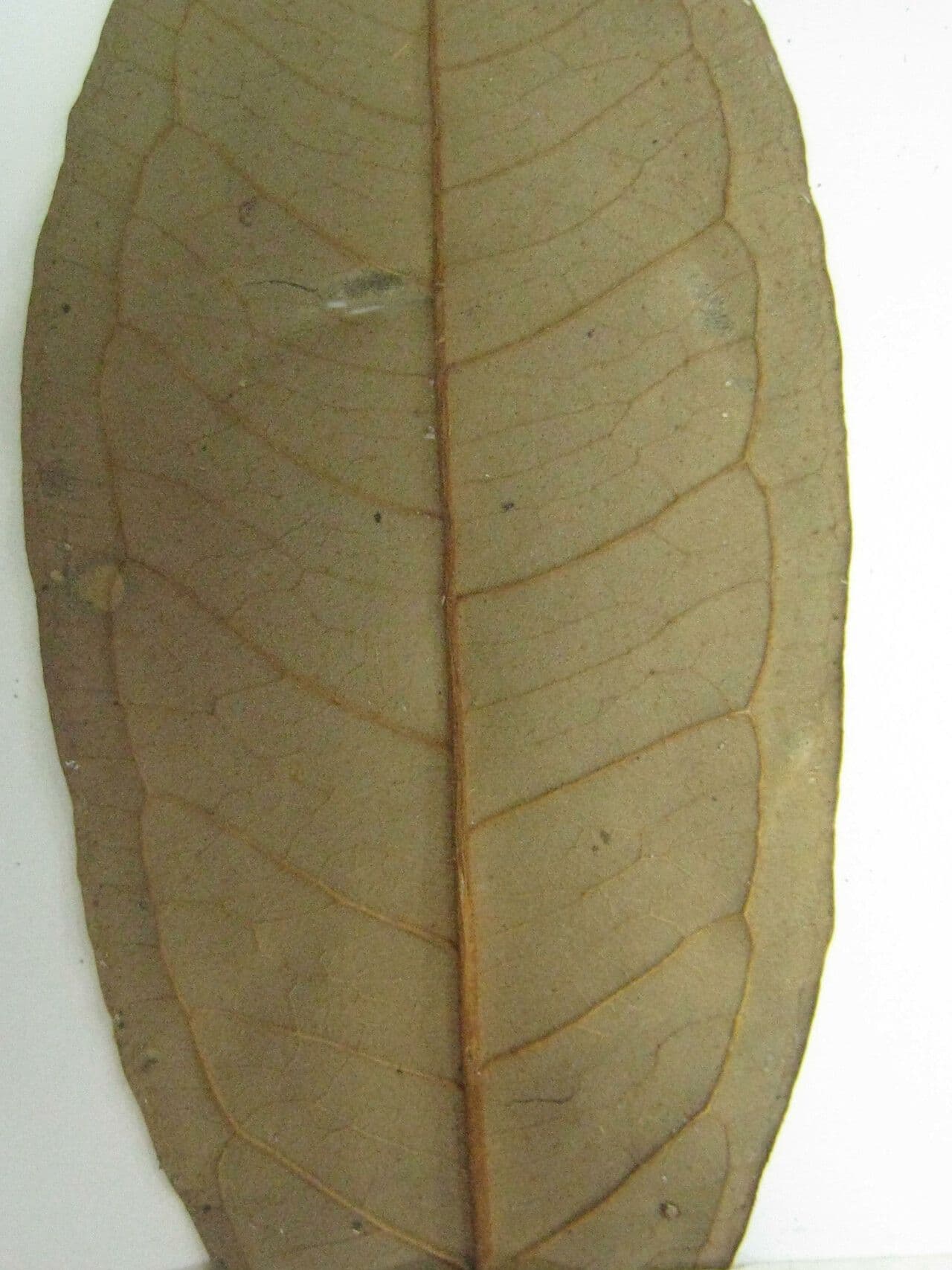 Eugenia 2