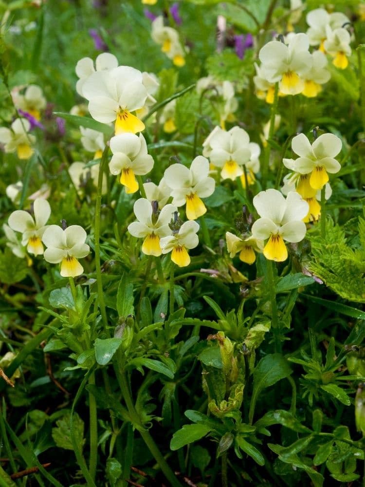 Viola 2