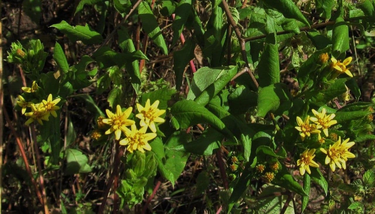 Trixis inula 9