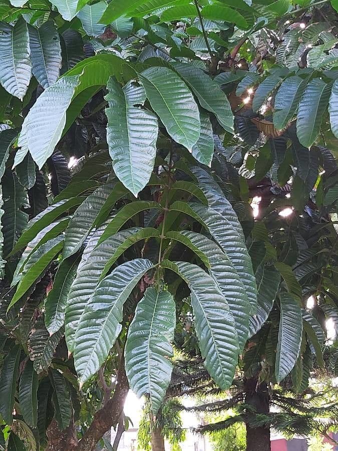 Dysoxylum Gaudichaud 5
