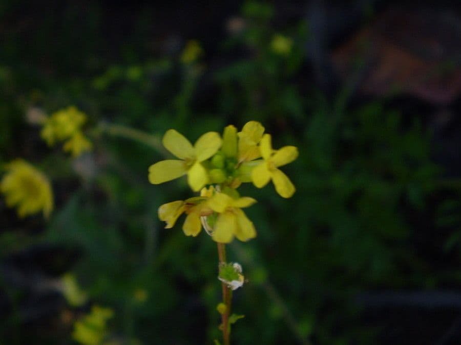 Succowia balearica 6