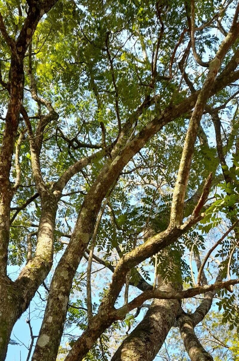 Jacaranda 2