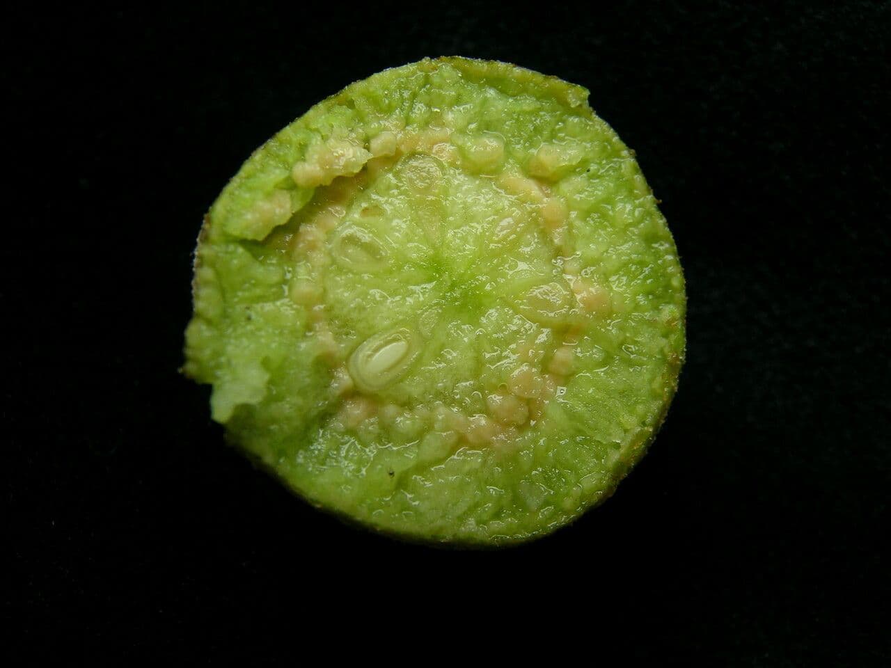Pero himalayano 5