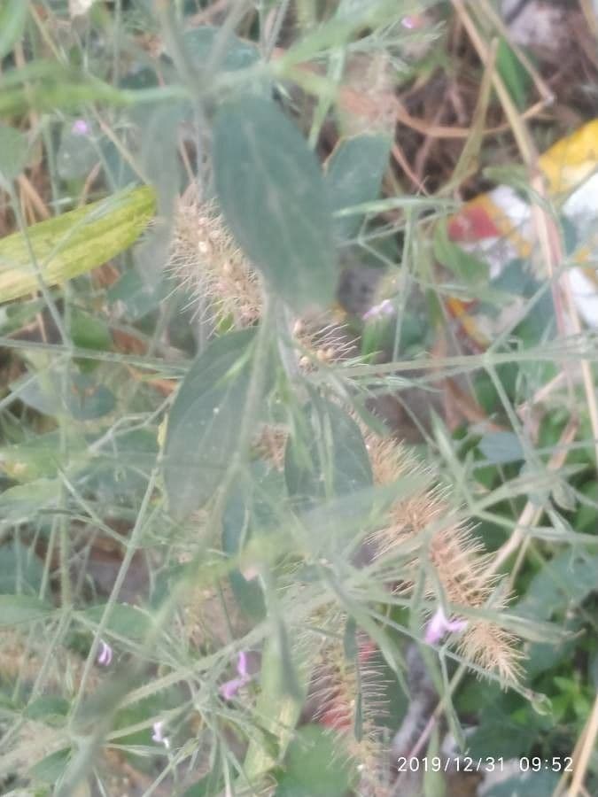 Dicliptera resupinata 9