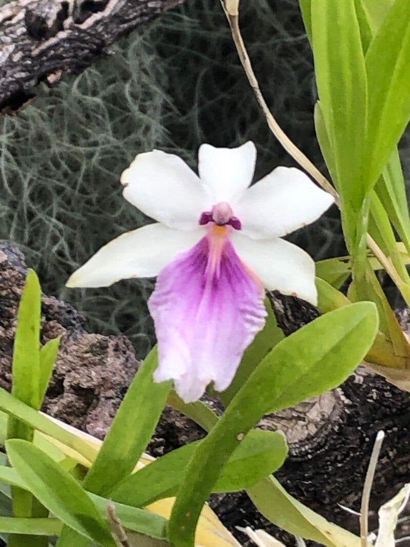 Orchidea 2
