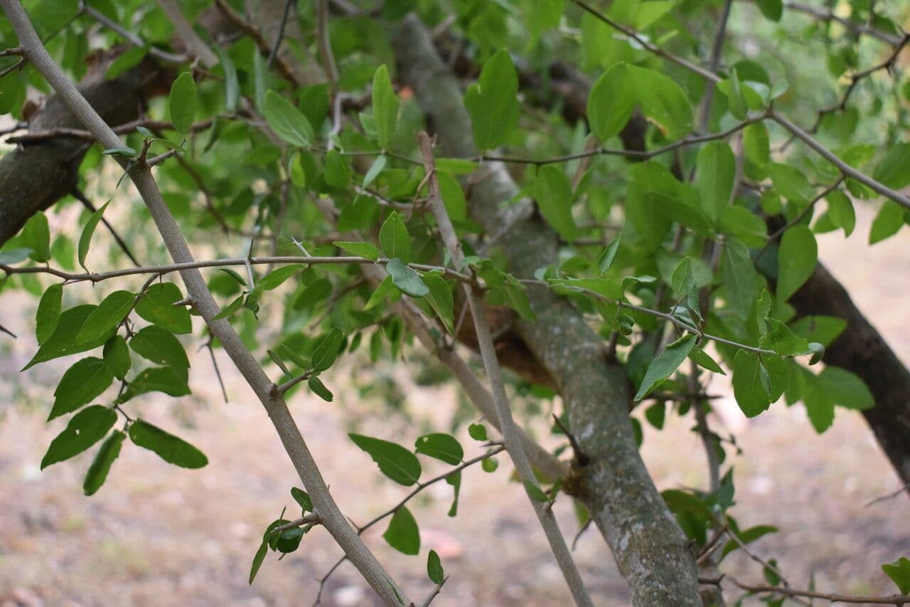 Celtis 8