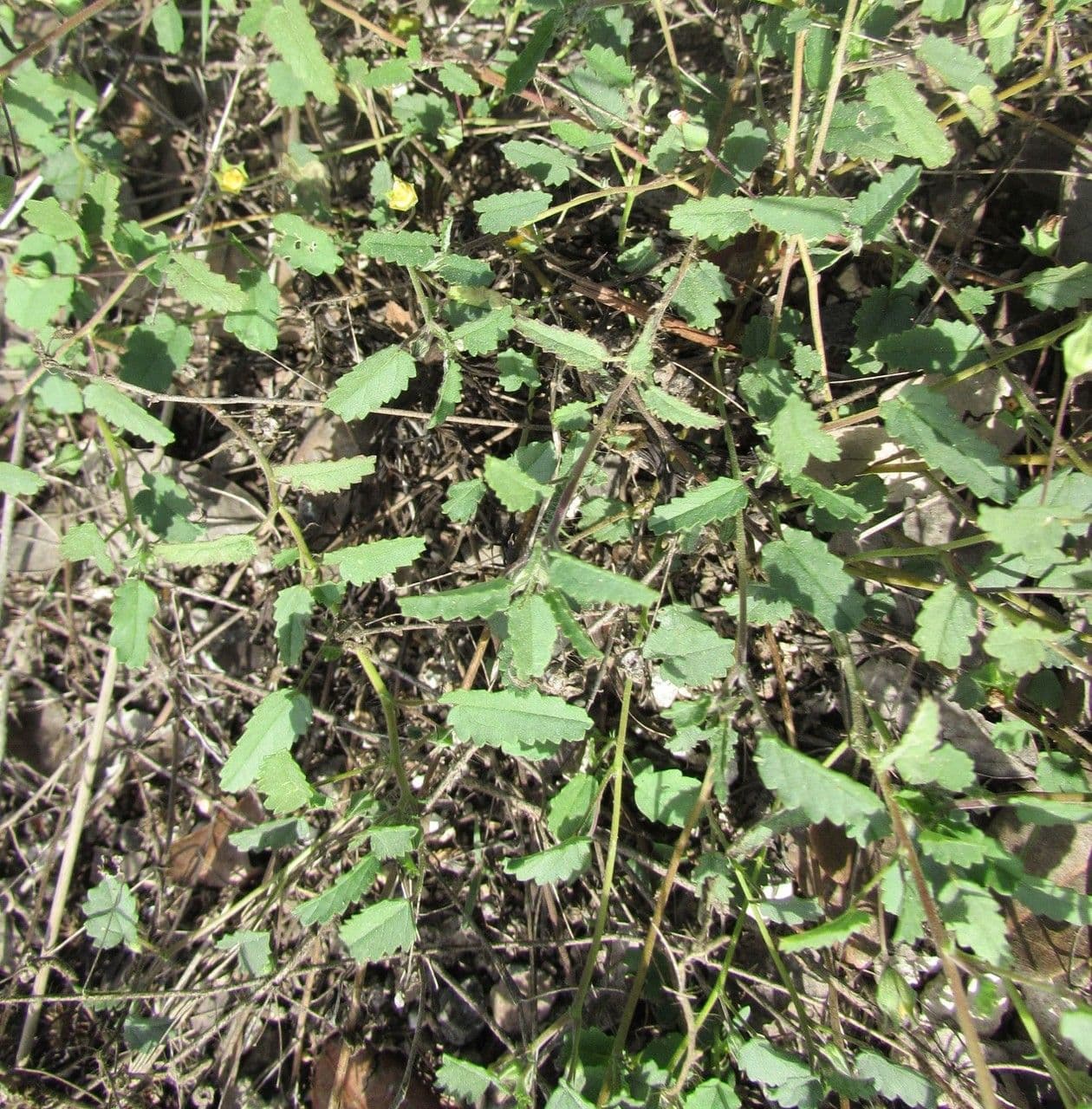 Malva 8