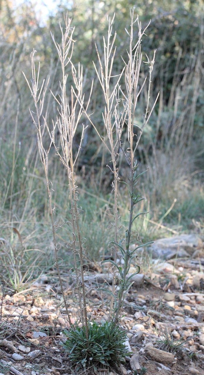 Erysimum rhaeticum 11
