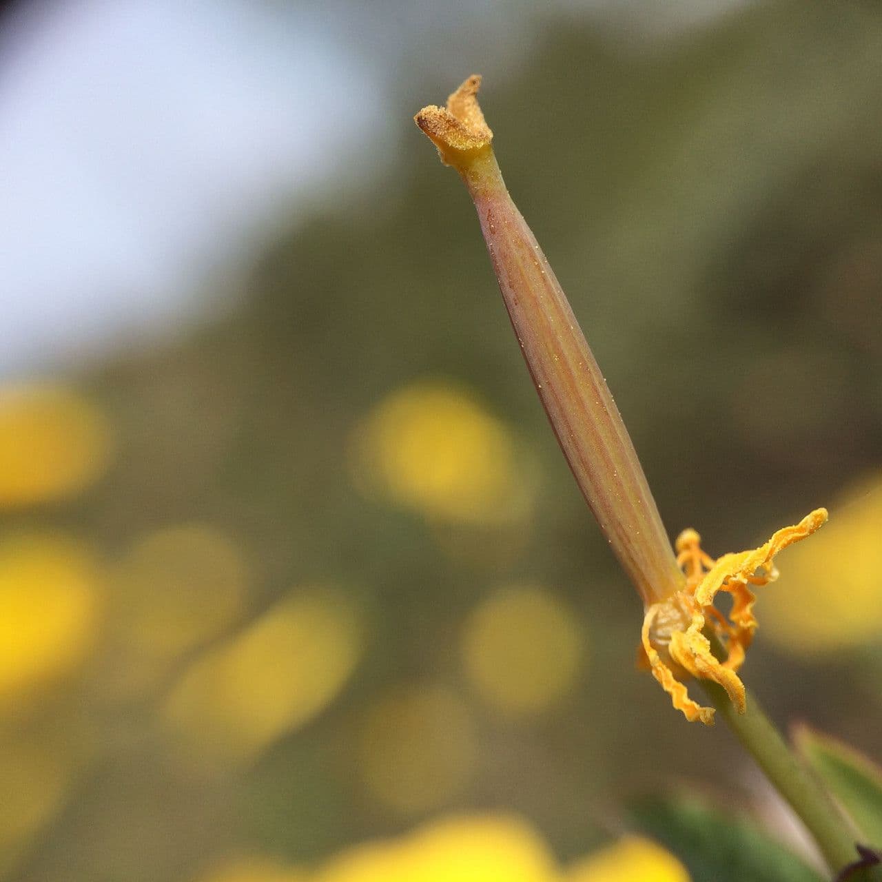 Dendromecon rigida 2