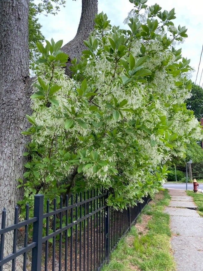 Chionanthus 13