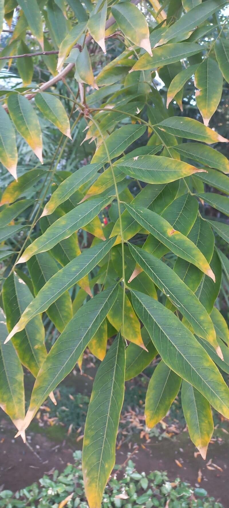 Sapindus indiano 6