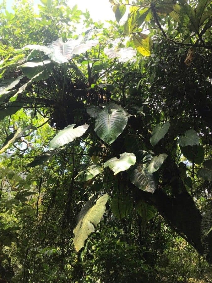 Philodendron géant 5