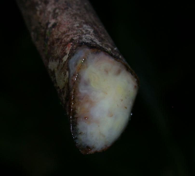 Clusia gialla 2