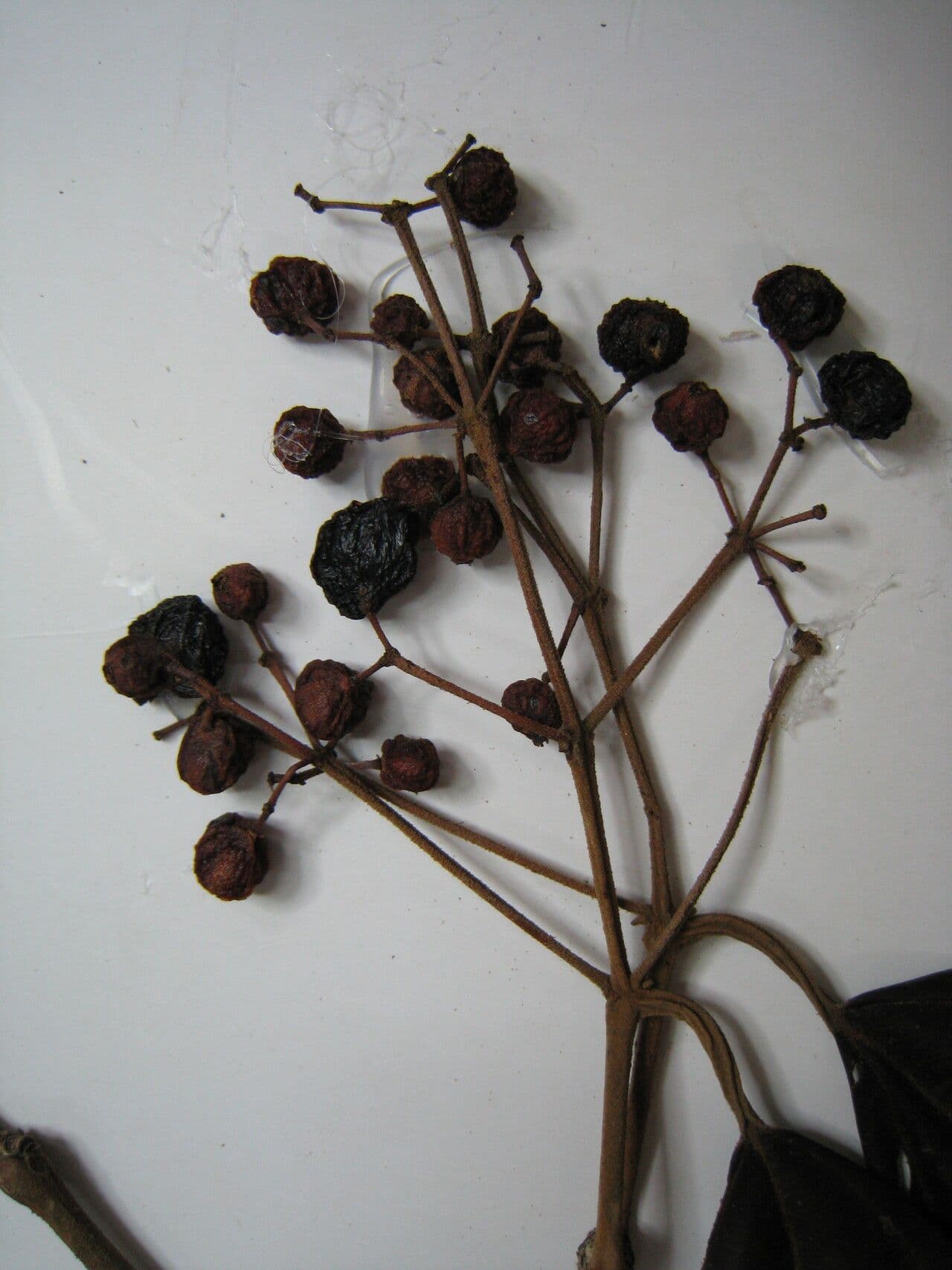 Miconia 4