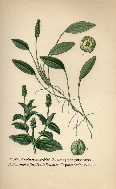 Brasca perfoliata 22