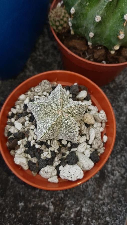 Astrophytum 13