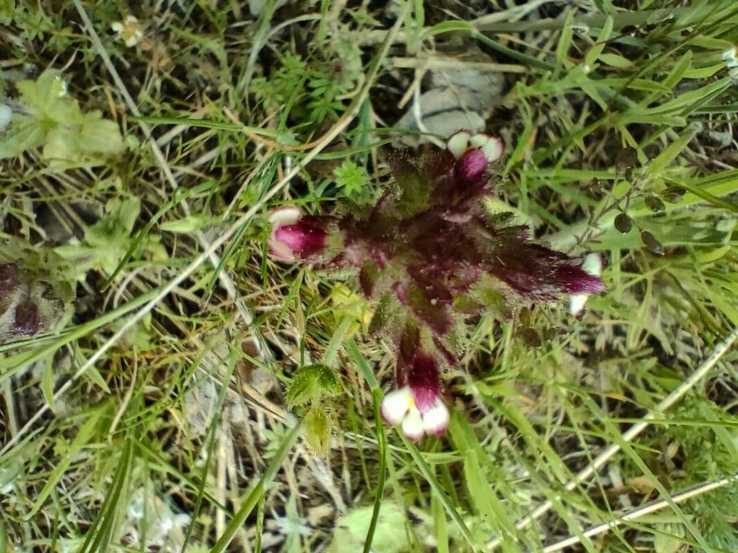 Parentucellia latifolia 3