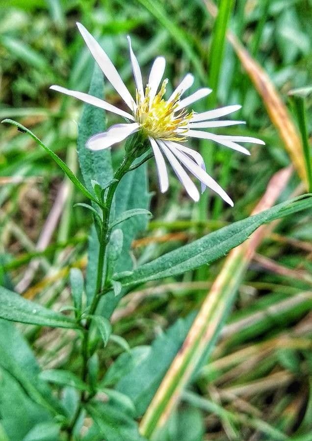 Aster lanceolato 26