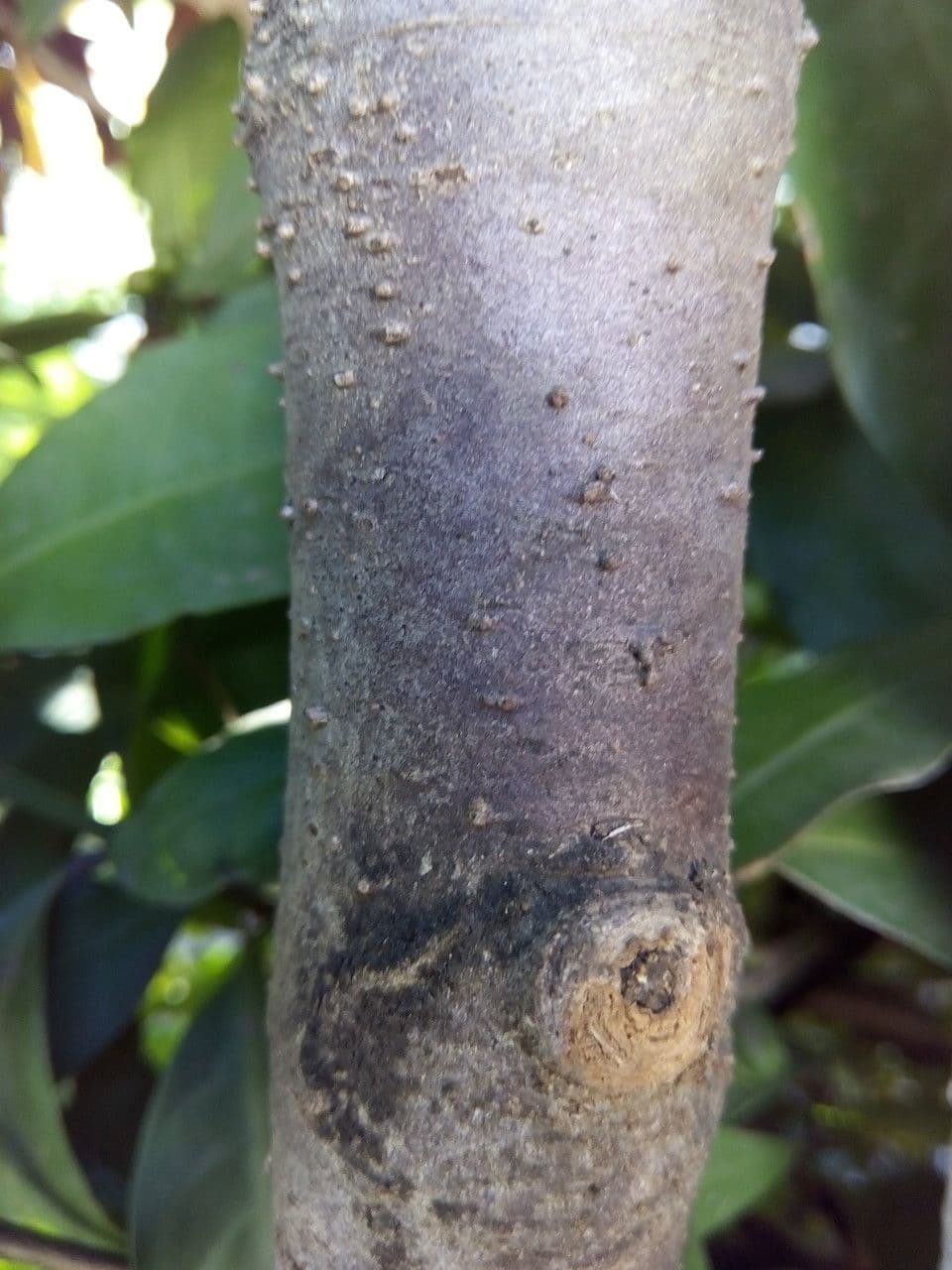 Ixora 22