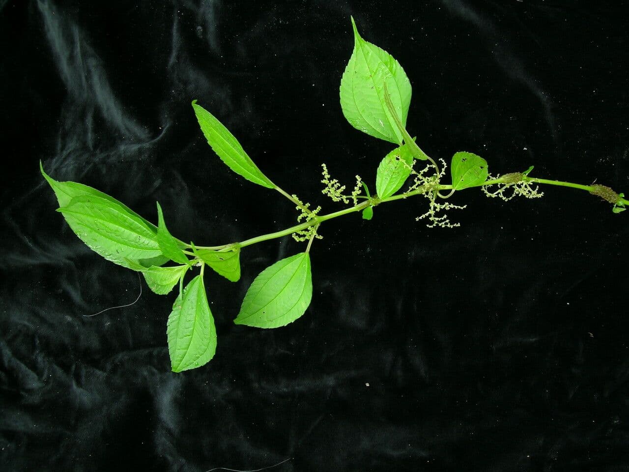 Pilea 4