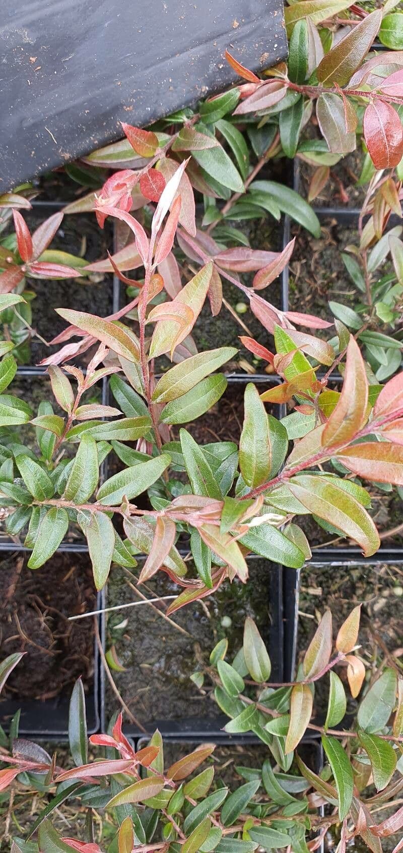 Austromyrtus 2