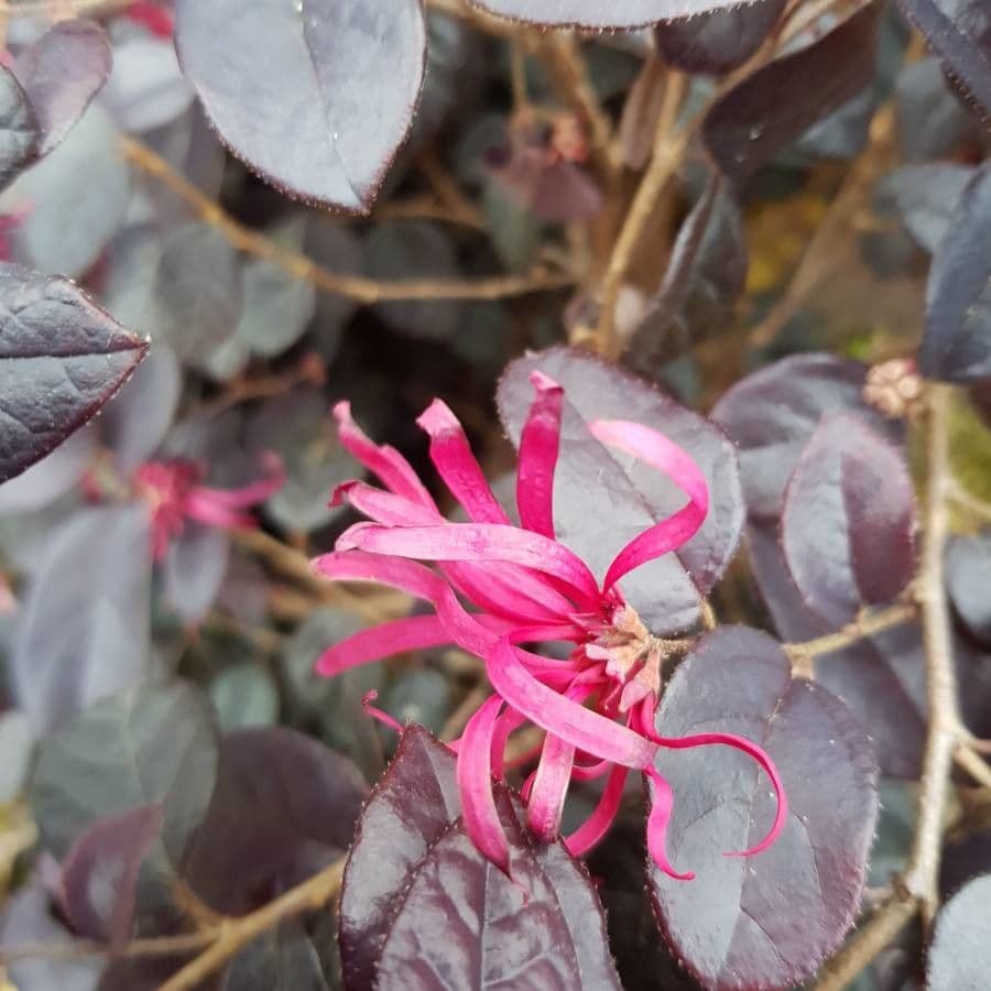 Loropetalum cinese 10