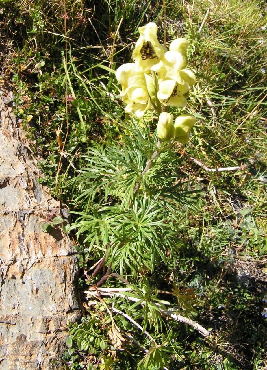 Aconito anthora 14