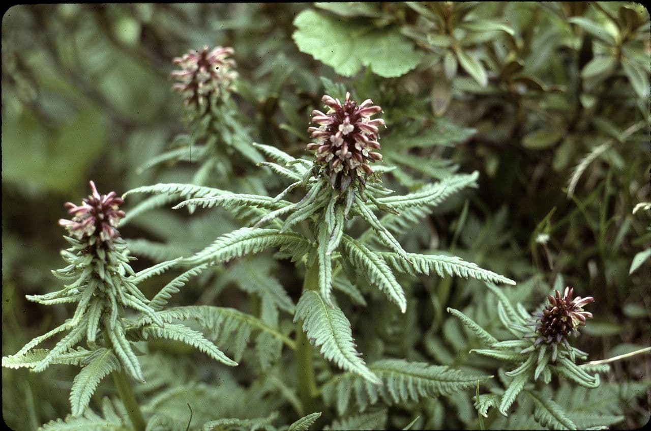 Pedicularis rosea 13