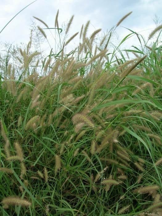 Setaria minore 12