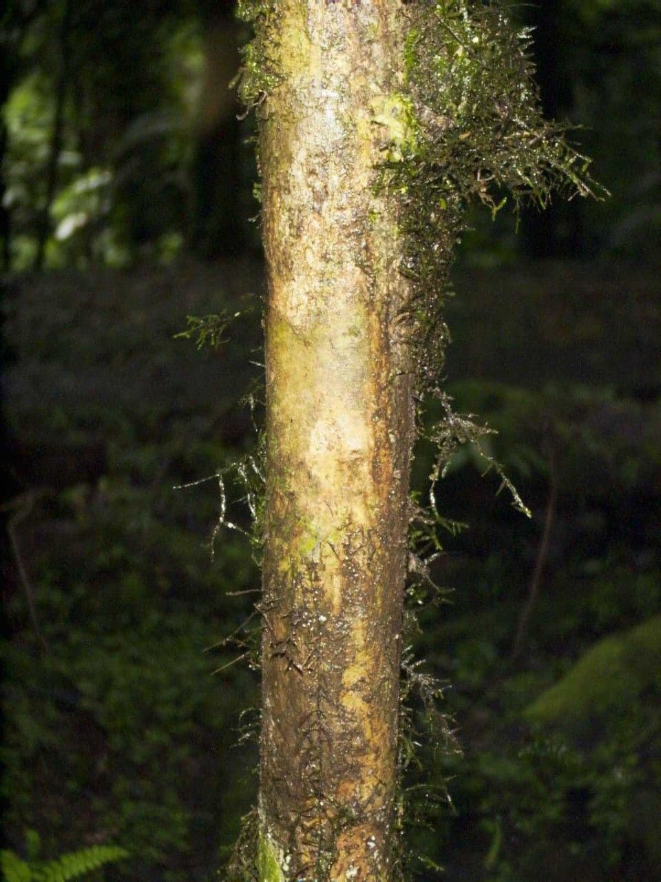 Casearia 21