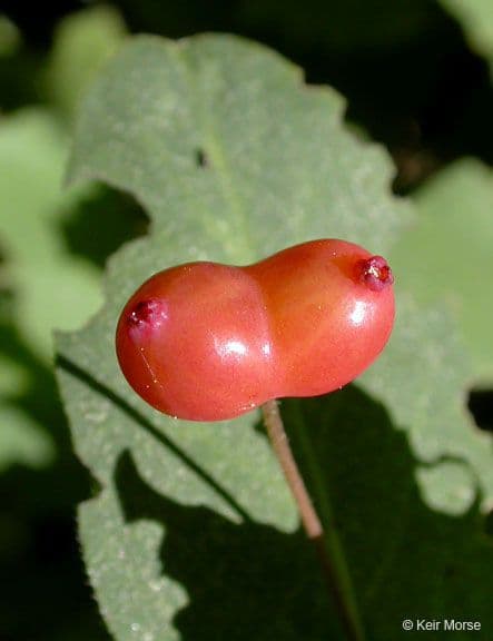 Caprifoglio 4