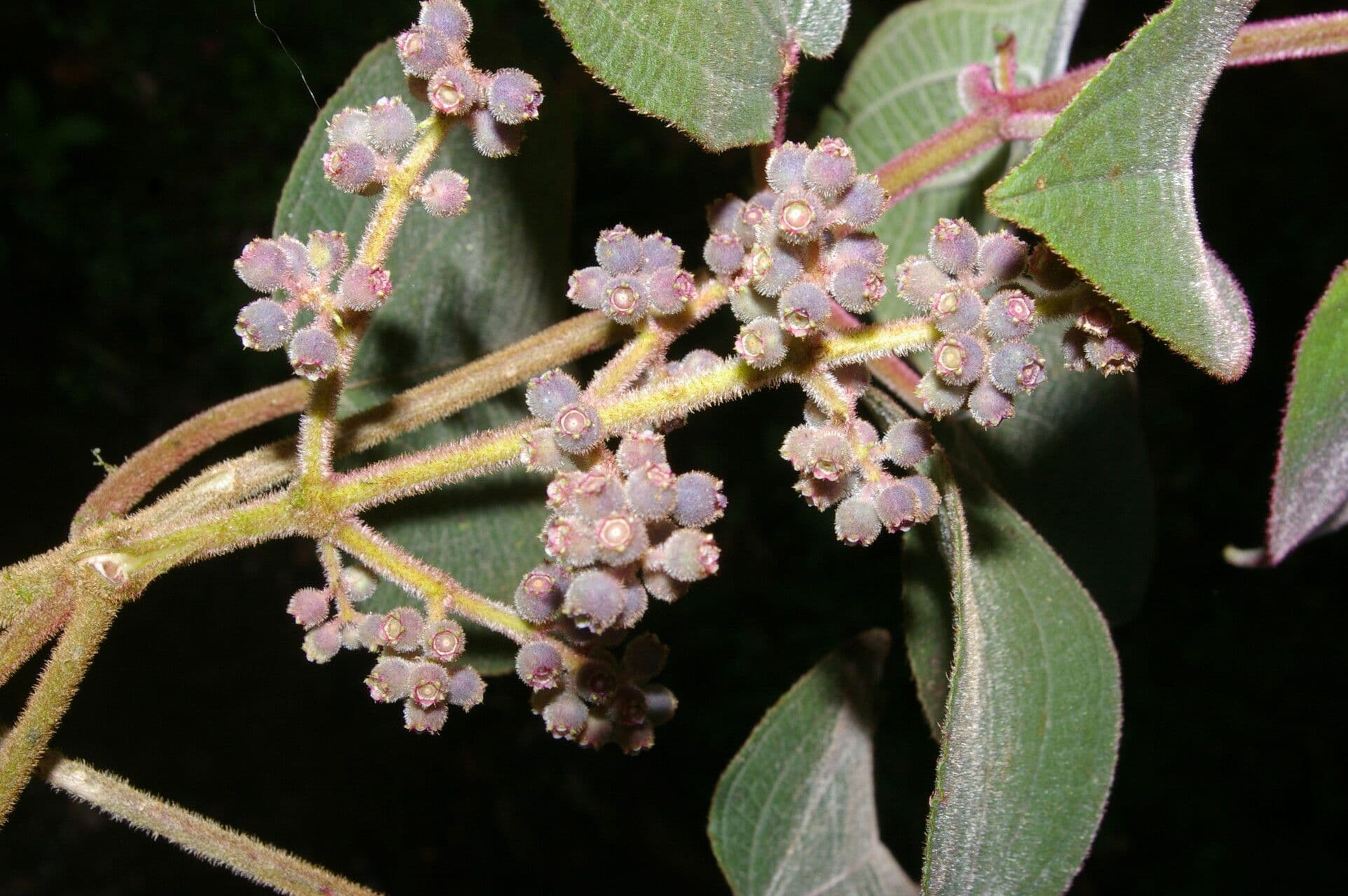 Miconia 5