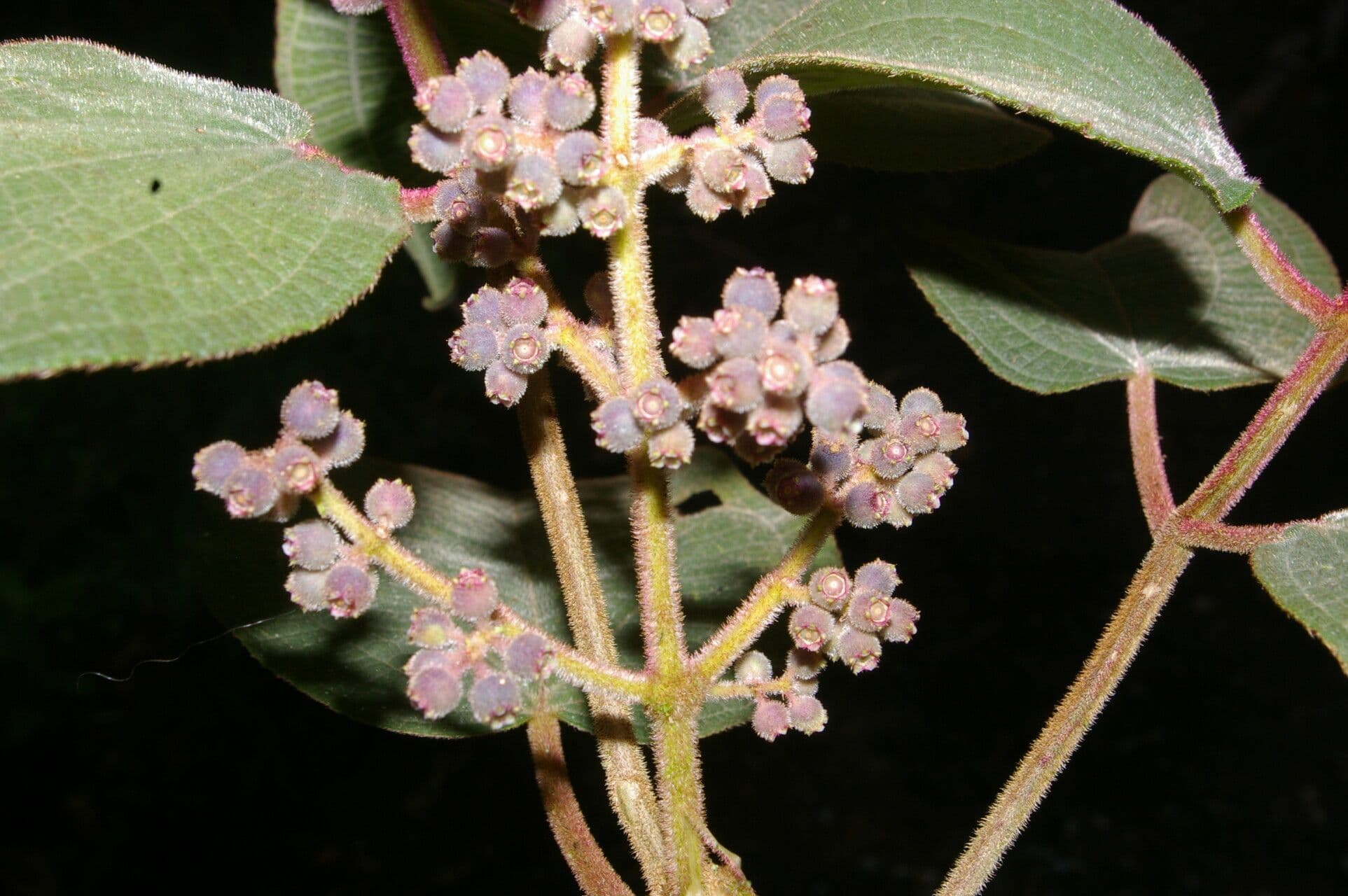 Miconia 4