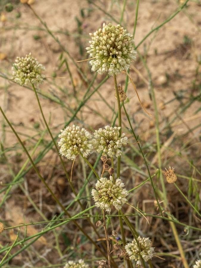 Aglio paniculato 20