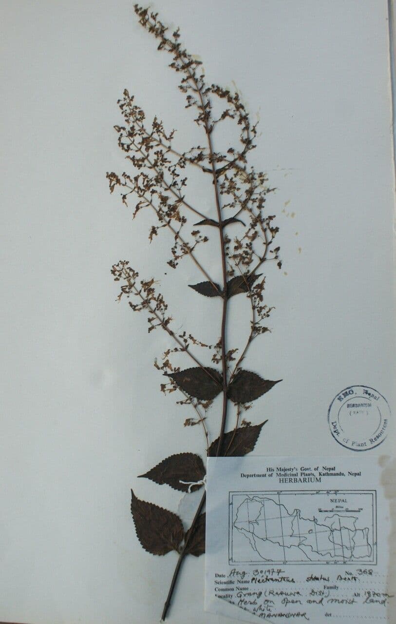 Isodon lophanthoides 6