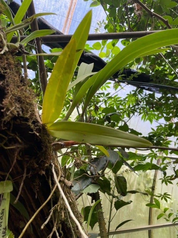 Brassia 7