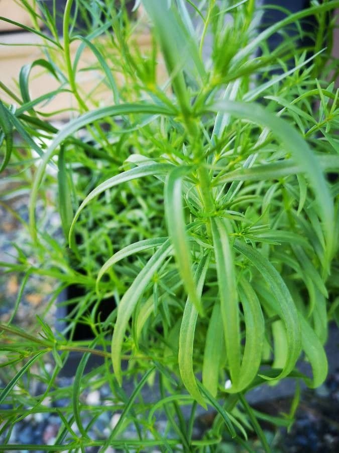 Linaria marocchina 14
