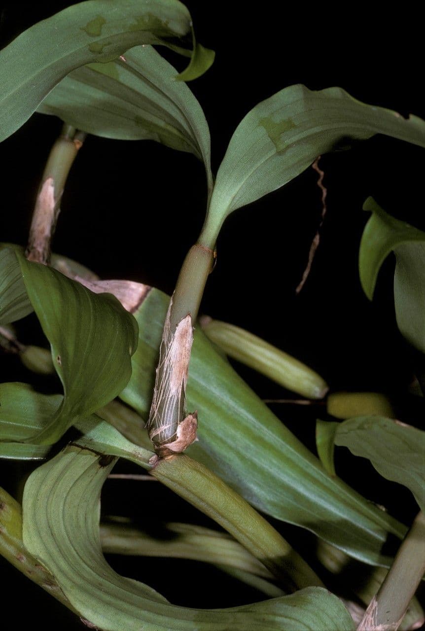 Pholidota