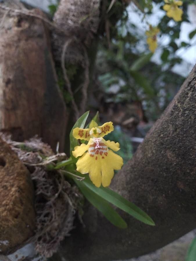 Orchidea cresta di gallo 2
