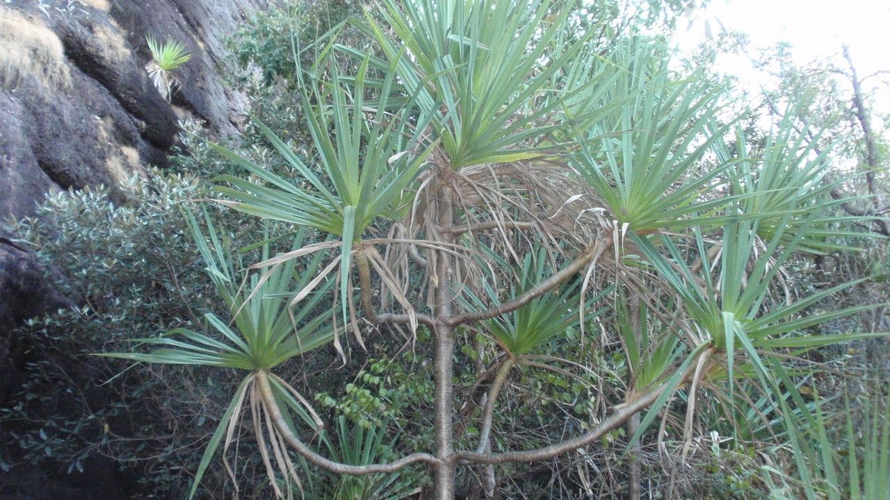 Schraubenbaum 6