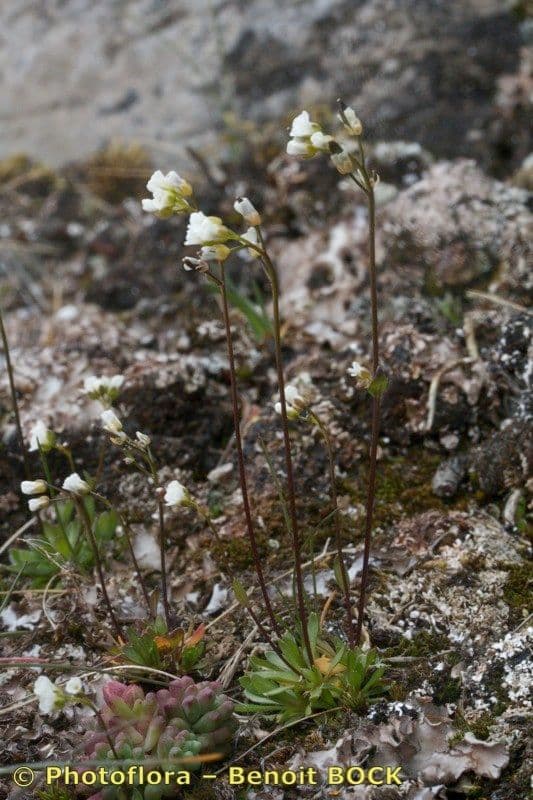 Draba di Fladnitz 3