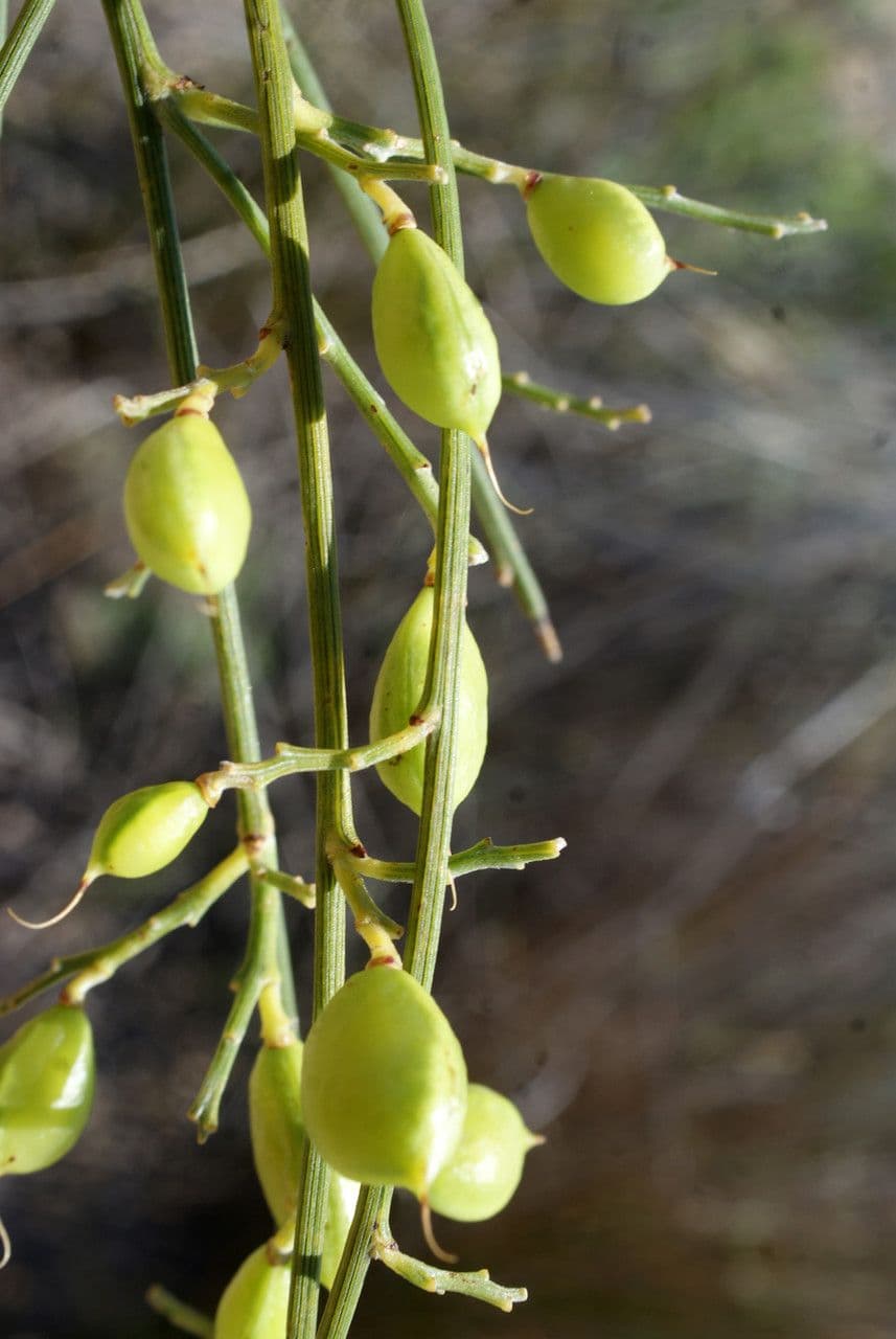 Rhamnus 2