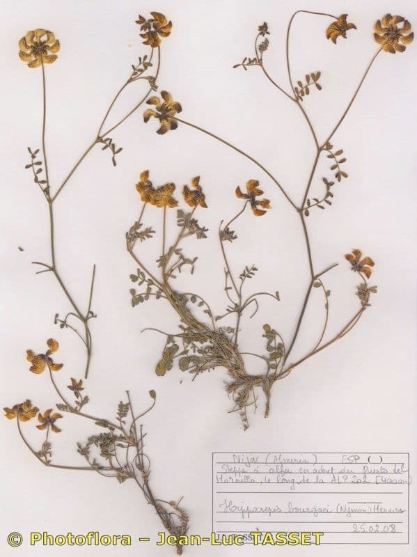 Hippocrepis 9