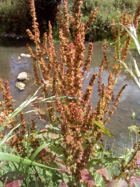 Fluss-Ampfer 6