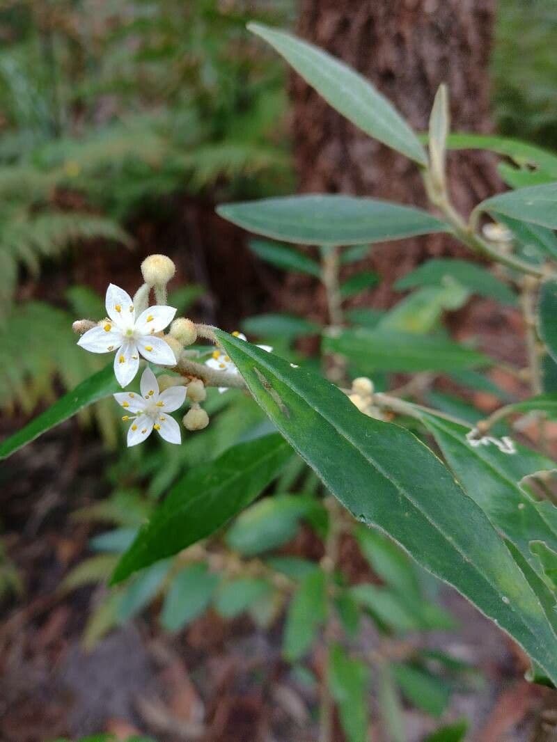 Asterolasia correifolia 2