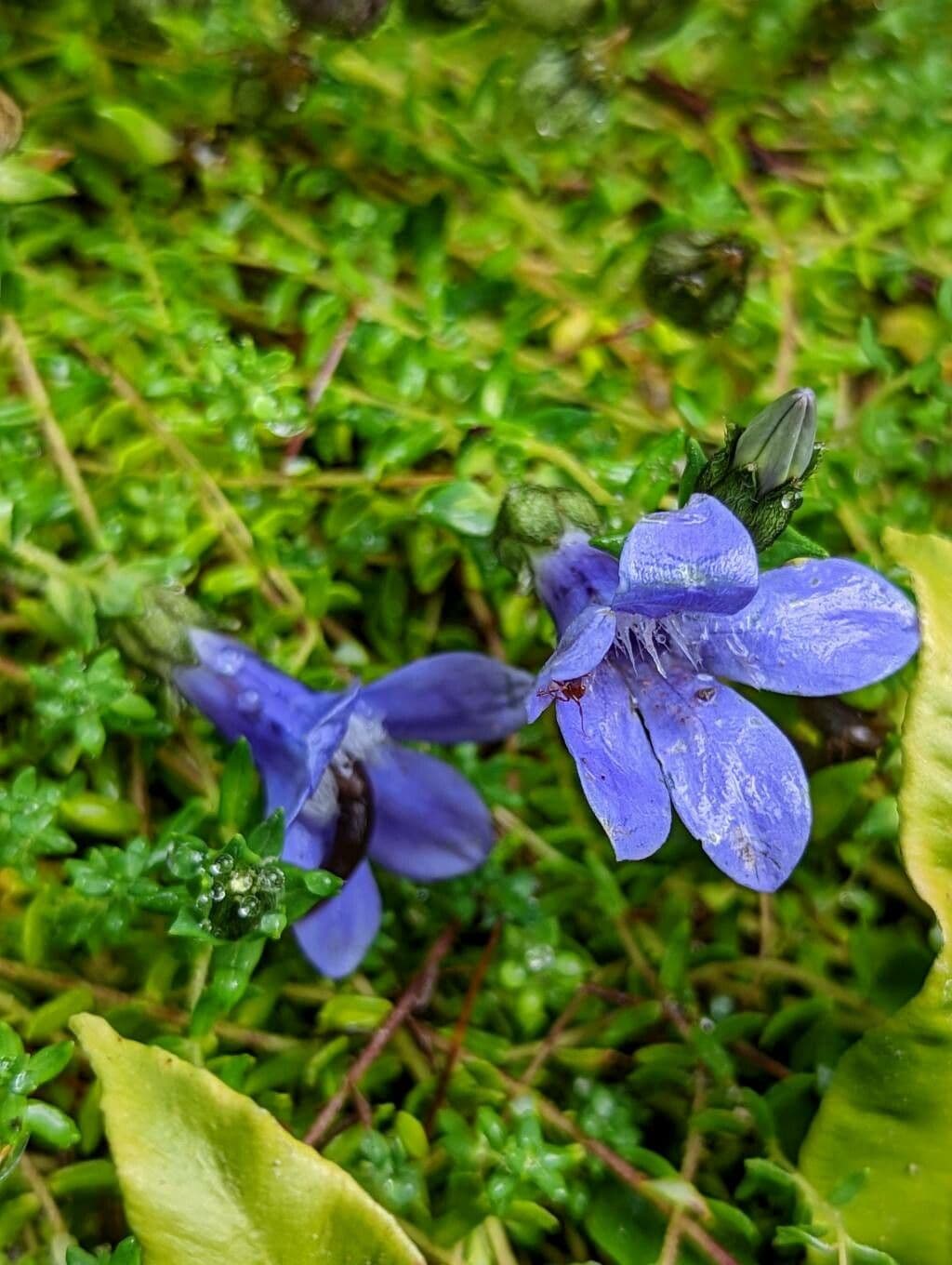 Cyananthus 6