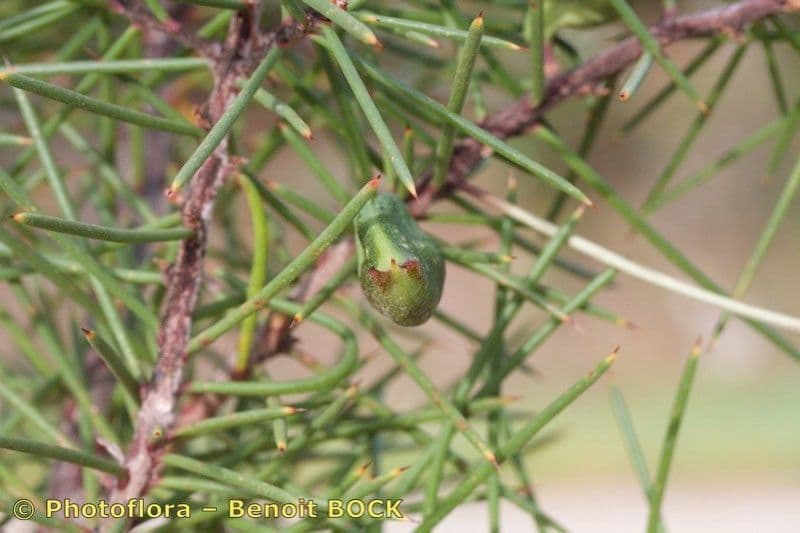 Hakea sericea 20