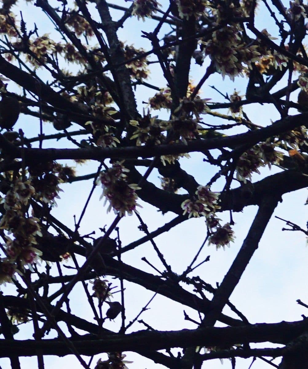 Winterblüte 27